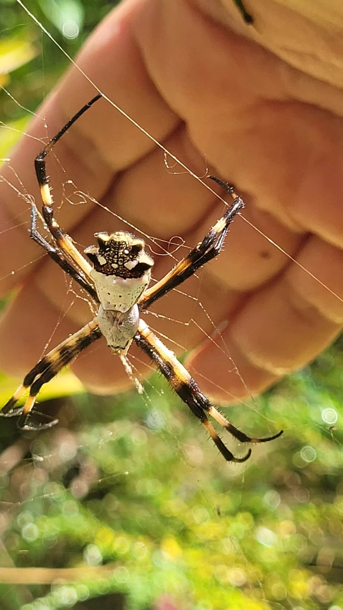 Aranha-de-prata