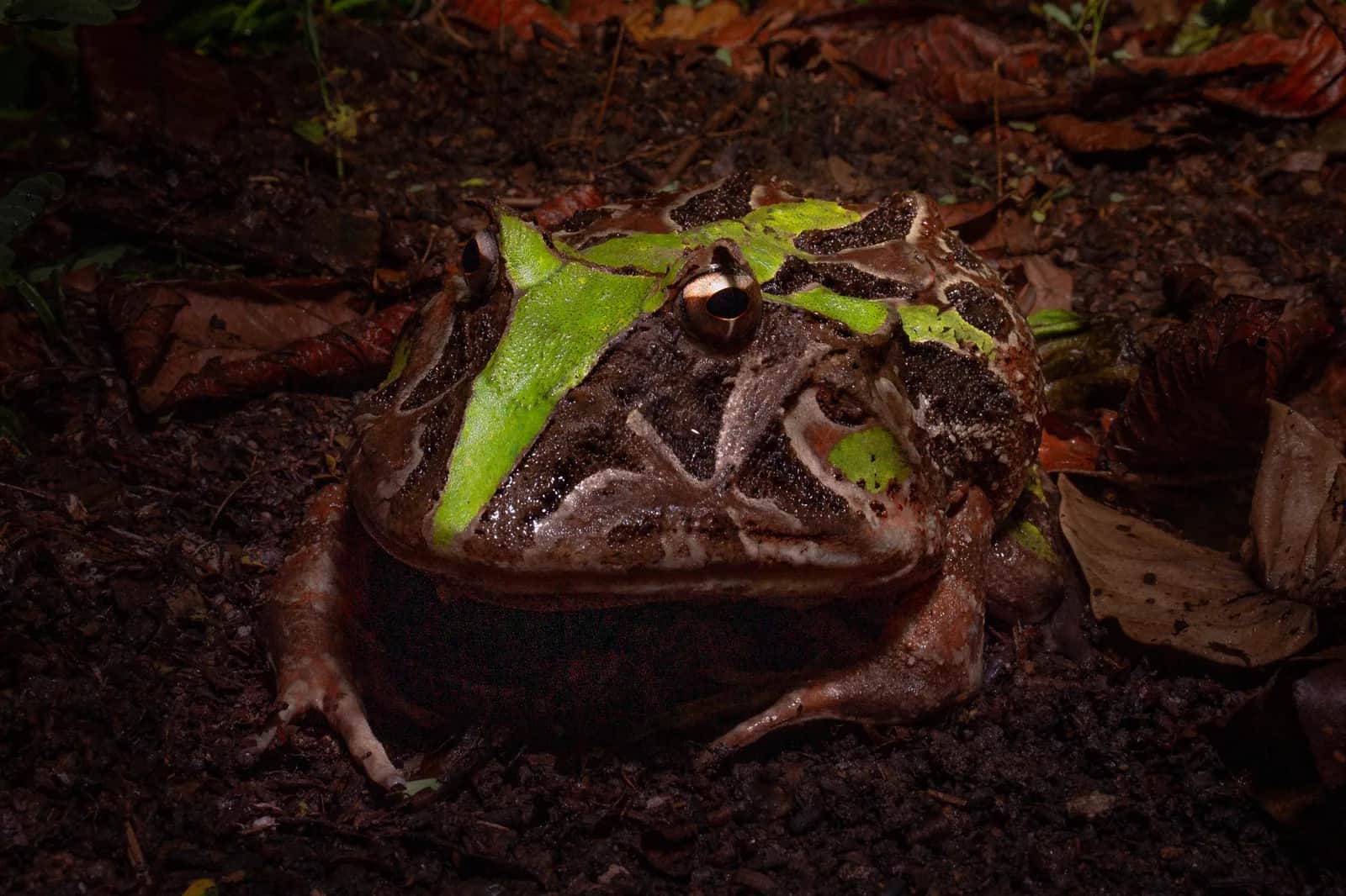 Brazilian horned frog / Wied's frog