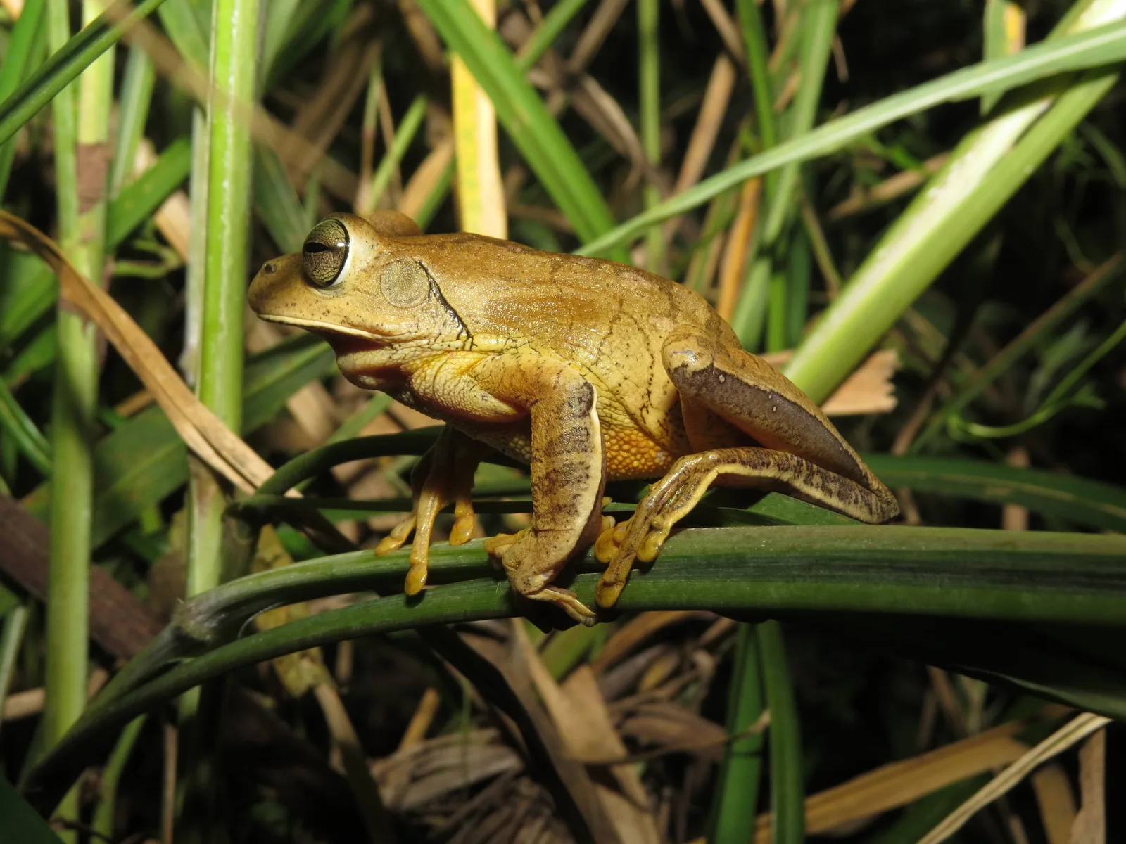 Blacksmith Treefrog — photo 1