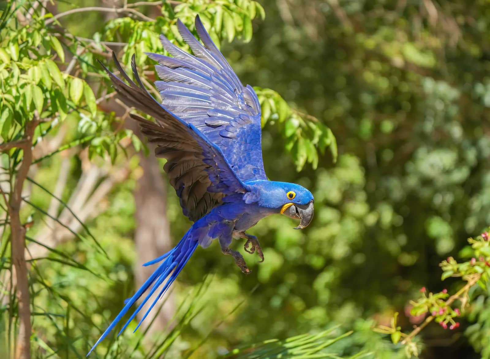 Arara-azul-grande