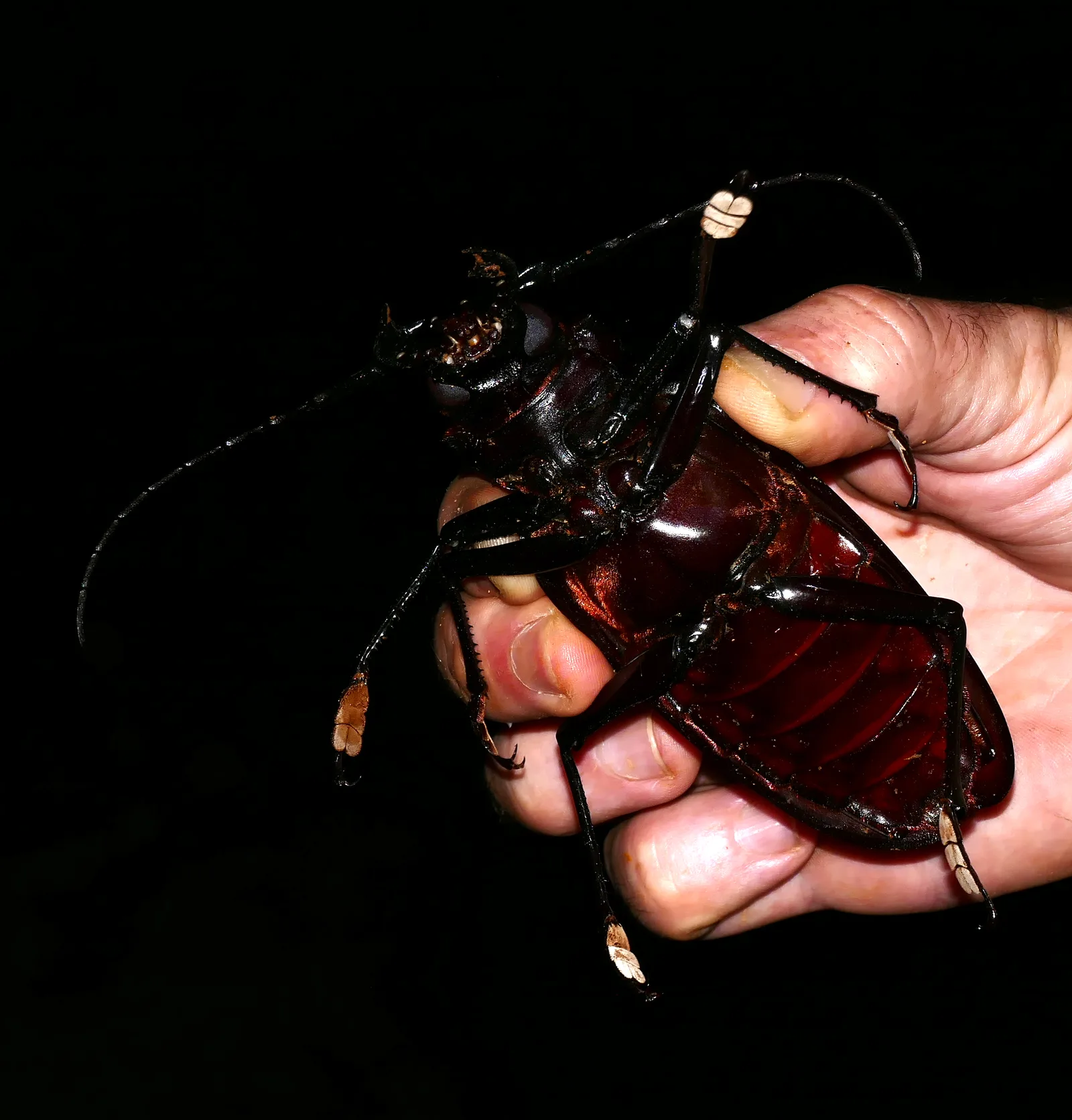 Besouro-gigante-da-Amazônia